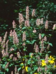 Agastache scrophulariifolia (Willd.) Kuntze