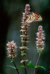 Agastache scrophulariifolia (Willd.) Kuntze