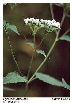 Ageratina altissima (L.) King & H.E. Robins. 