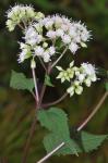 Ageratina roanensis (Small) E.E. Lamont