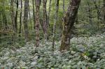Ageratina roanensis (Small) E.E. Lamont
