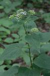 Ageratina altissima (L.) King & H.E. Robins. 