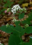 Ageratina altissima (L.) King & H.E. Robins. 