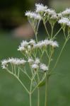 Ageratina aromatica (L.) Spach