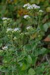 Ageratina aromatica (L.) Spach