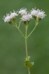 Ageratina aromatica (L.) Spach