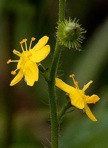 Agrimonia gryposepala Wallr.