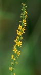 Agrimonia parviflora Ait.