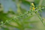 Agrimonia parviflora Ait.
