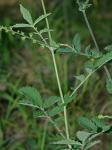 Agrimonia pubescens Wallr.