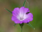 Agrostemma githago L. var. githago