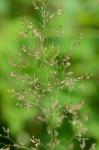 Agrostis capillaris L.