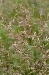 Agrostis capillaris L.