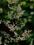 Agrostis gigantea Roth