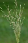 Agrostis hyemalis (Walt.) B.S.P.