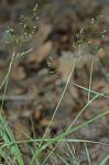 Agrostis perennans (Walt.) Tuckerman