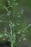 Agrostis perennans (Walt.) Tuckerman