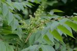 Ailanthus altissima (P. Miller) Swingle