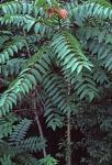 Ailanthus altissima (P. Miller) Swingle