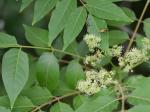 Ailanthus altissima (P. Miller) Swingle