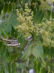 Ailanthus altissima (P. Miller) Swingle