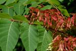 Ailanthus altissima (P. Miller) Swingle
