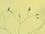 Aira elegans Willd. ex Kunth