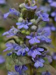 Ajuga reptans L.