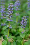 Ajuga reptans L.