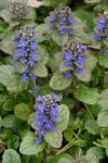 Ajuga reptans L.