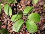 Akebia quinata (Houtt.) Dcne.