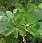 Akebia quinata (Houtt.) Dcne.