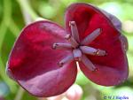 Akebia quinata (Houtt.) Dcne.