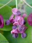 Akebia quinata (Houtt.) Dcne.