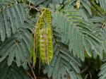 Albizia julibrissin Durazz.