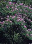 Albizia julibrissin Durazz.
