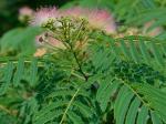 Albizia julibrissin Durazz.