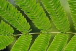 Albizia julibrissin Durazz.
