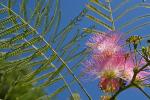 Albizia julibrissin Durazz.