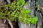 Aldrovanda vesiculosa L.