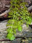 Aldrovanda vesiculosa L.