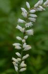 Aletris farinosa L.