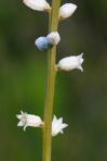 Aletris farinosa L.