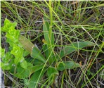 Aletris farinosa L.