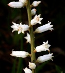 Aletris farinosa L.