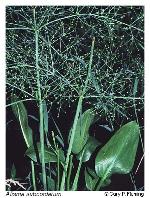 Alisma subcordatum Rafinesque