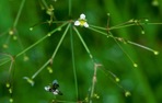 Alisma subcordatum Rafinesque