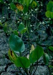 Alisma subcordatum Rafinesque