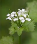 Alliaria petiolata (Bieberstein) Cavara & Grande