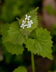 Alliaria petiolata (Bieberstein) Cavara & Grande